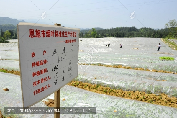 煙葉煙田育苗覆膜