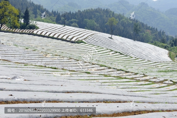 煙葉煙田育苗覆膜