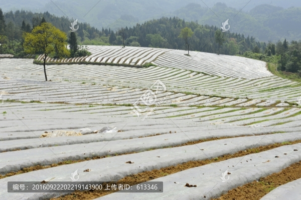 煙葉煙田育苗覆膜
