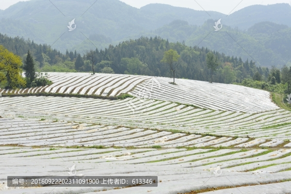 煙葉煙田育苗覆膜
