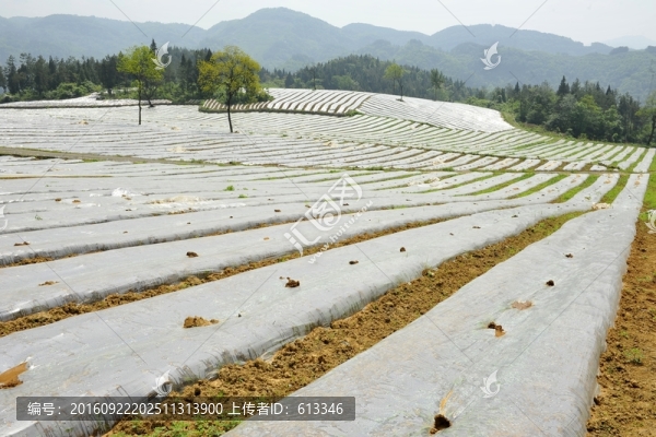 煙葉煙田育苗覆膜