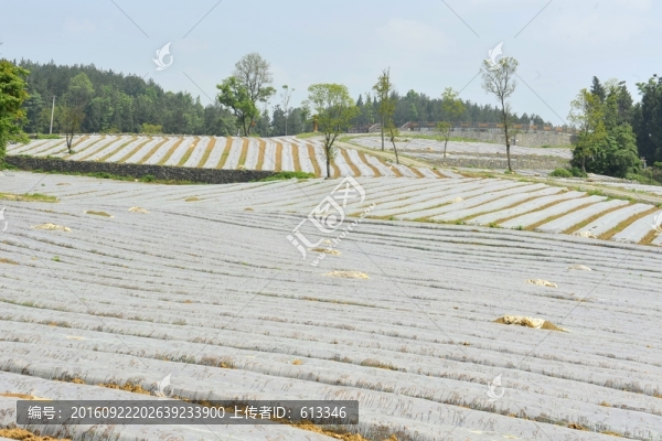 煙葉煙田育苗覆膜