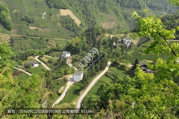 茶園風景