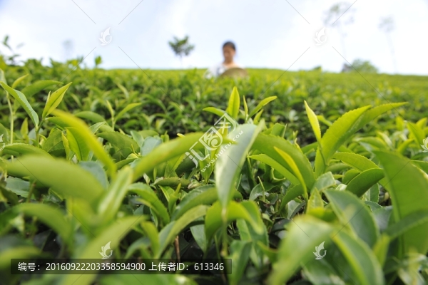 美麗茶園茶葉采摘