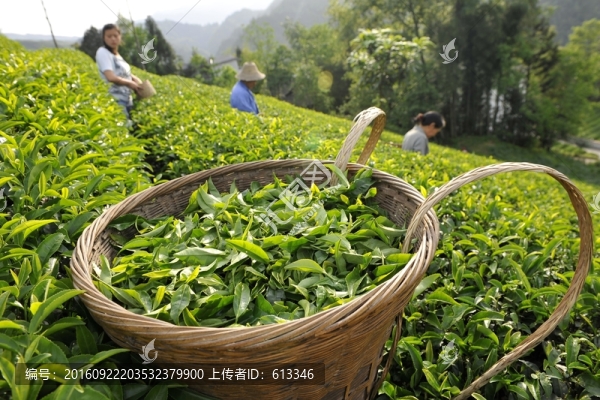 美麗茶園茶葉采摘
