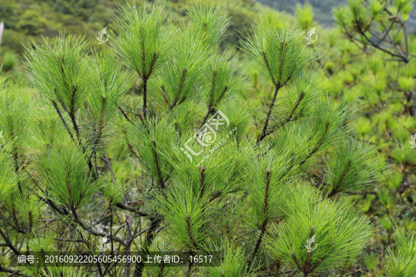 松樹,松針