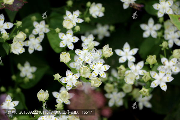 白色的花