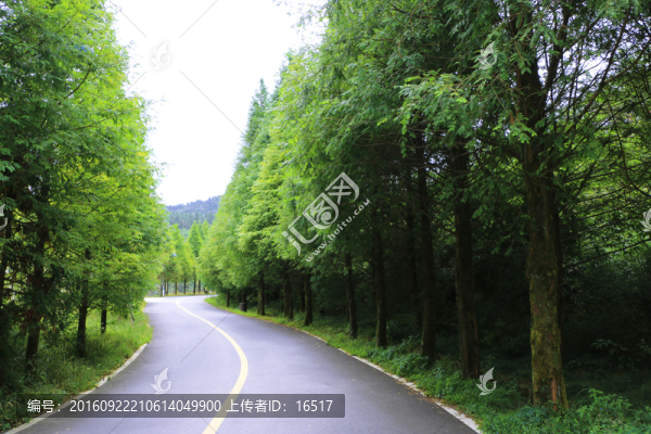 森林中的馬路