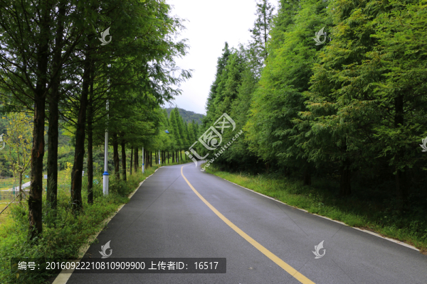 上山的公路,樹林