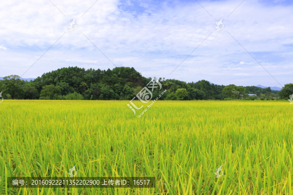 稻田,田園風(fēng)光