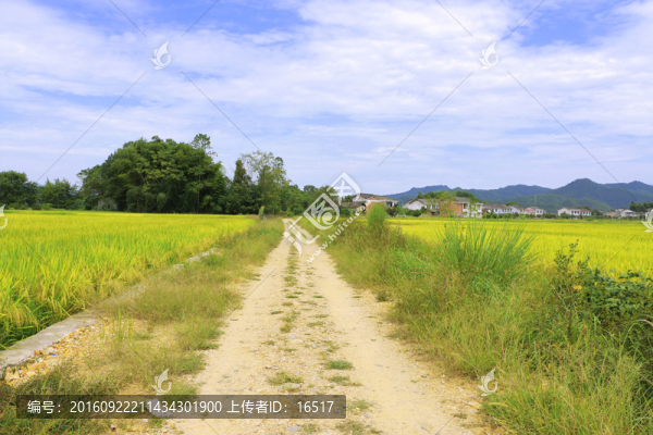 鄉(xiāng)村小路,金黃的稻田