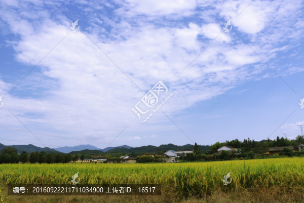鄉(xiāng)村,田野