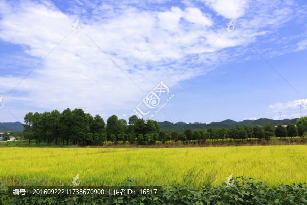 金黃的稻田