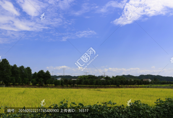田園風(fēng)光,稻田