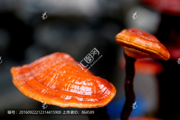 靈芝