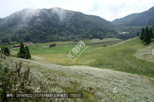 金佛山,草原,森林