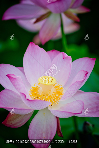 荷花