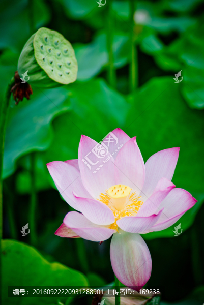 荷花