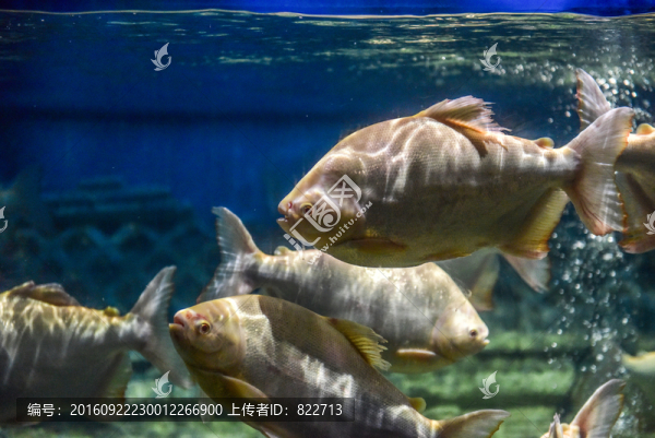 海洋館魚類