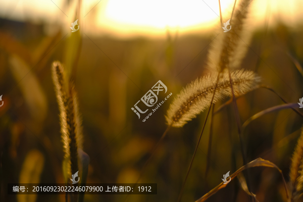 狗尾草