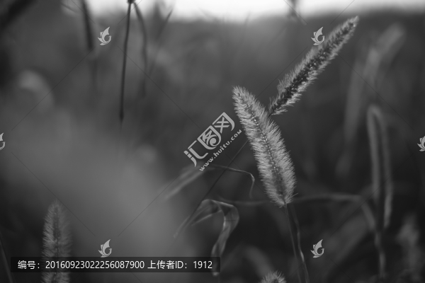 狗尾草