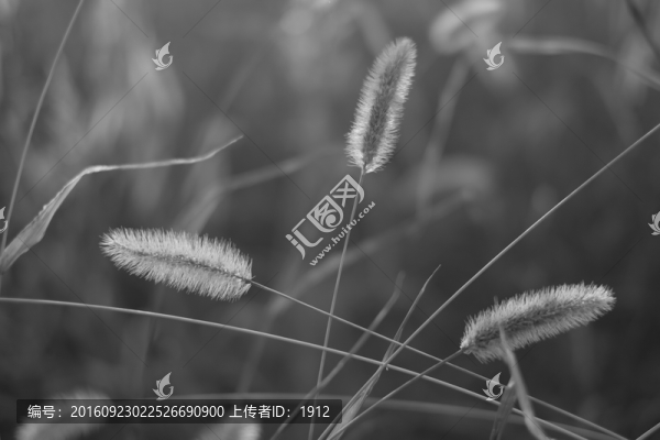 小草