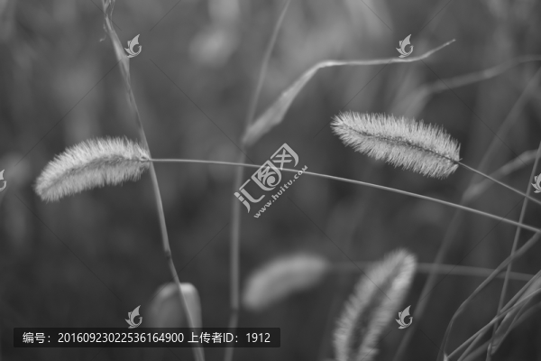 小草