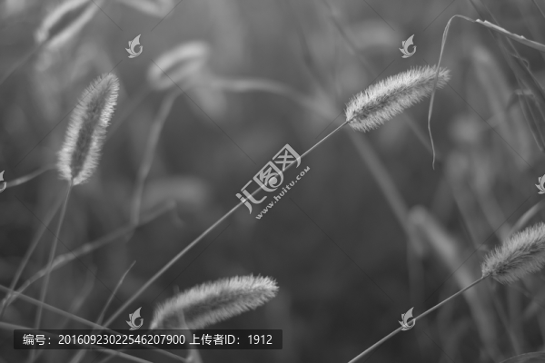 小草