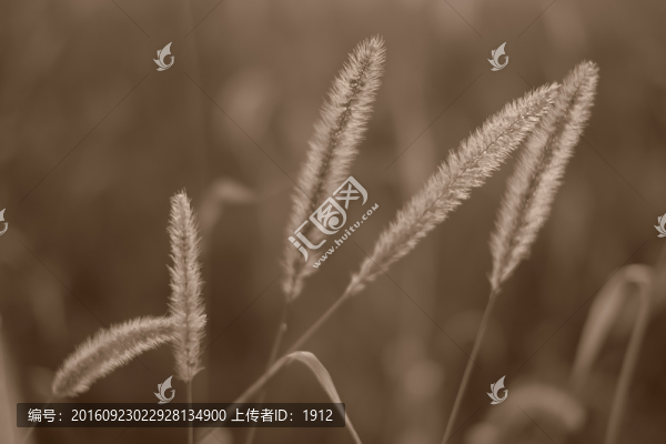 狗尾草