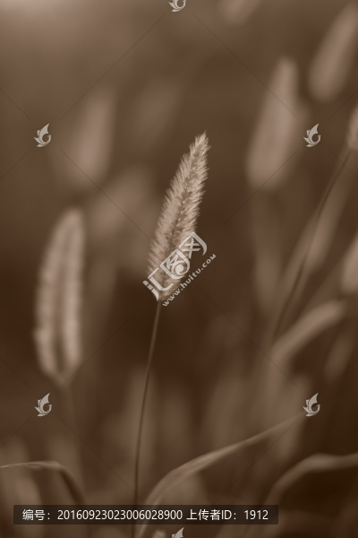 小草
