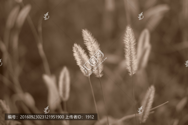 小草