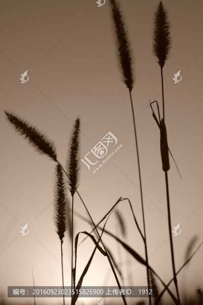 狗尾草