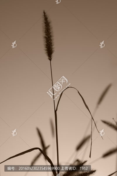 狗尾草
