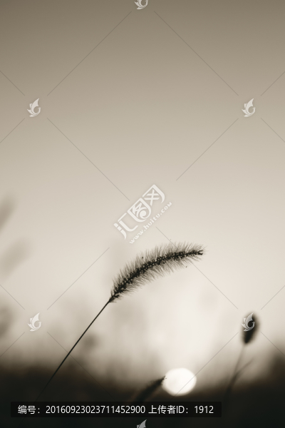 狗尾草