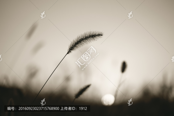 狗尾草