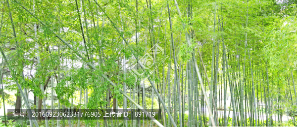 陽光竹林,寬幅大尺寸