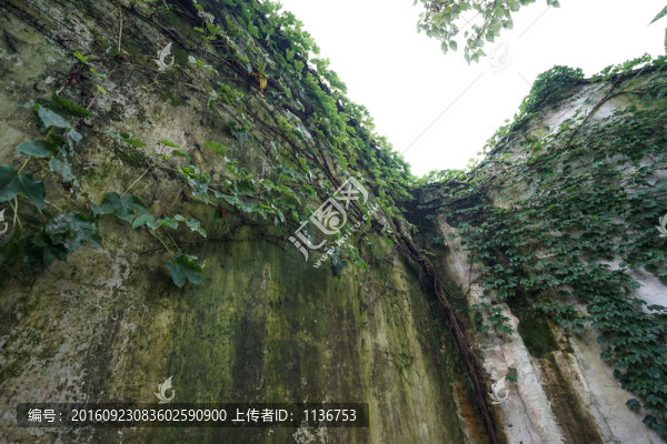 老院墻,爬藤