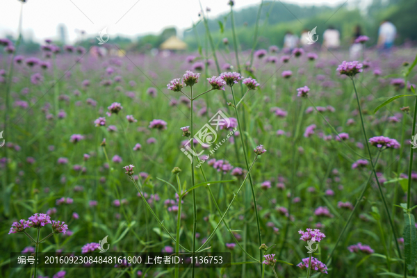 薰衣草