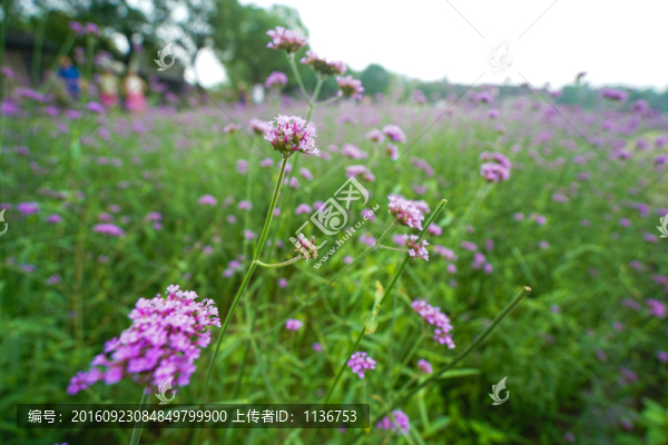 紫色薰衣草