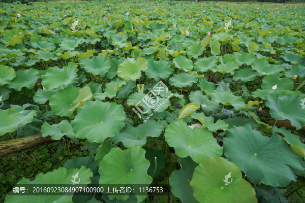 蓮葉