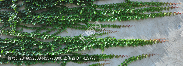 爬墻虎,,綠色背景