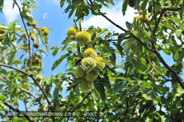 栗子,栗子樹(shù),板栗園
