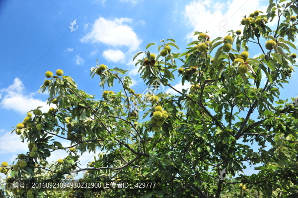 秋天栗子樹(shù),栗子成熟