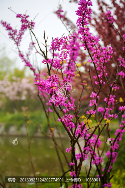 紫荊