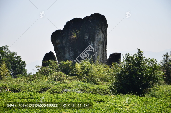 北苑御茶園鳳冠巖
