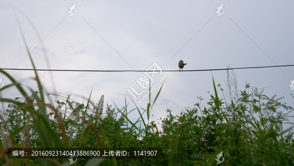 鳥和綠草