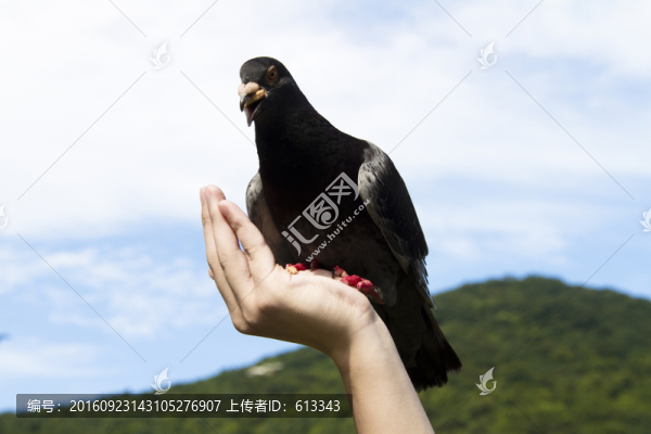 喂鴿子