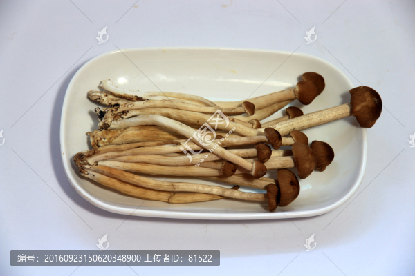 新鮮茶樹菇
