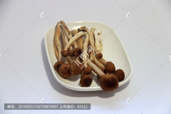 茶菇
