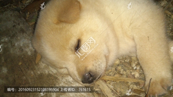 狗